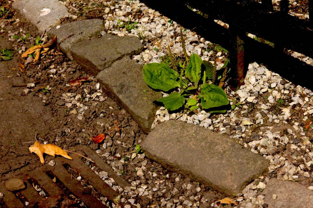 27_08_14plantagomajor