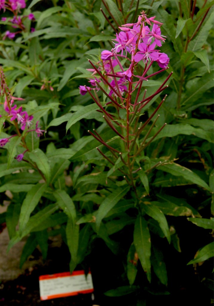 fireweed