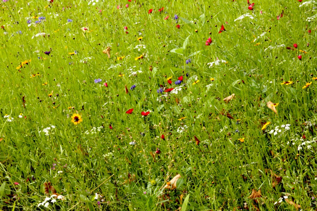 wildflowers